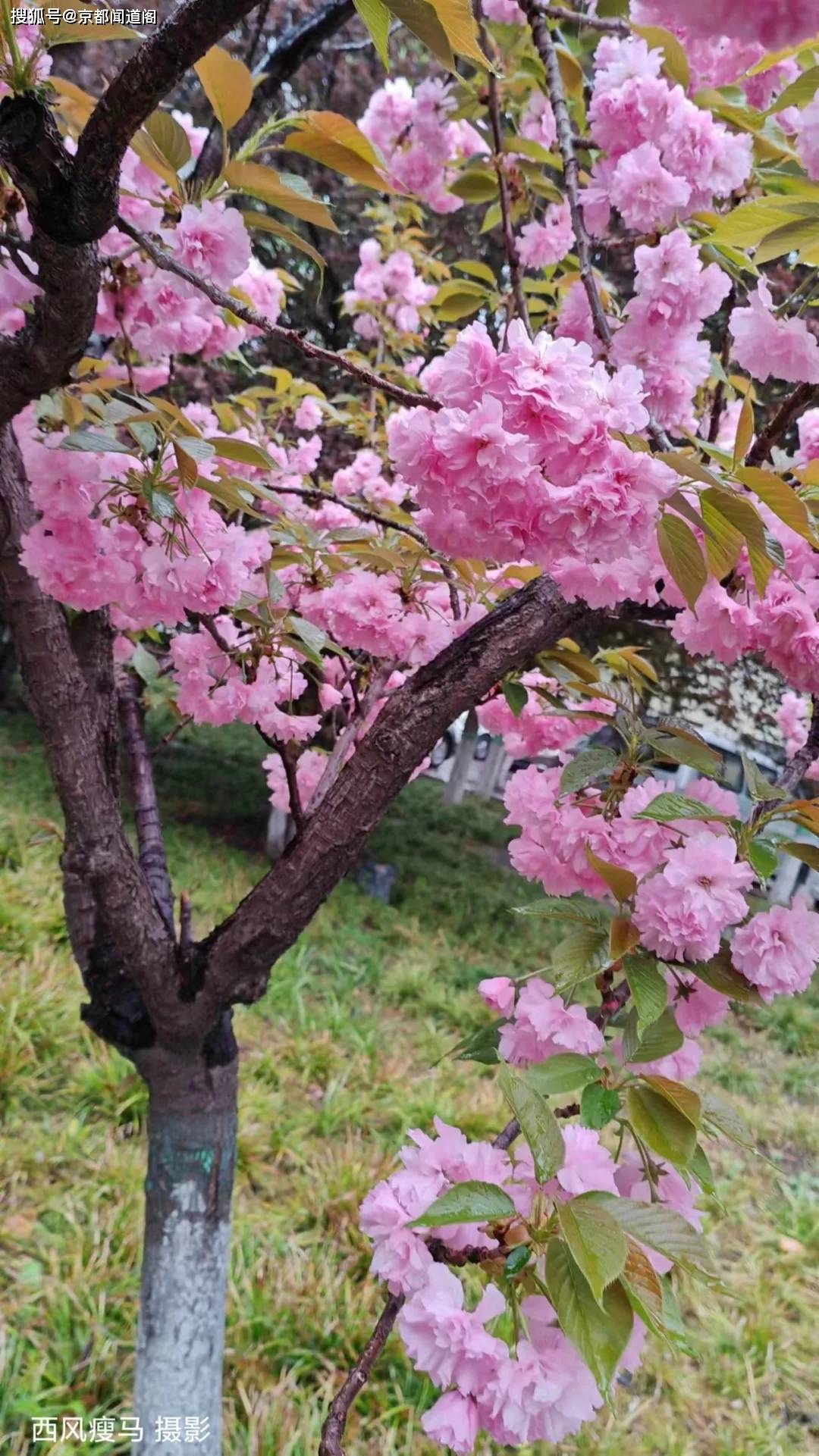 雨后樱花精美图片图片