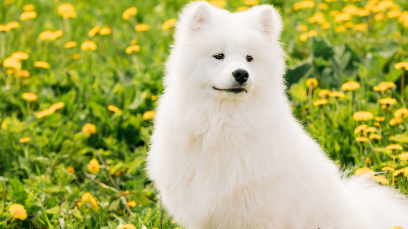 这样的萨摩耶,你会喜欢吗?_狗狗_毛发_肠胃