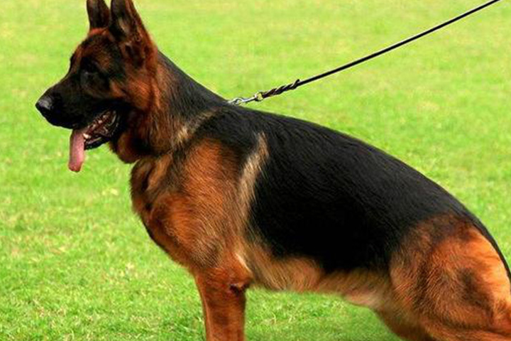 看起来凶巴巴的德国牧羊犬会不会是你的菜