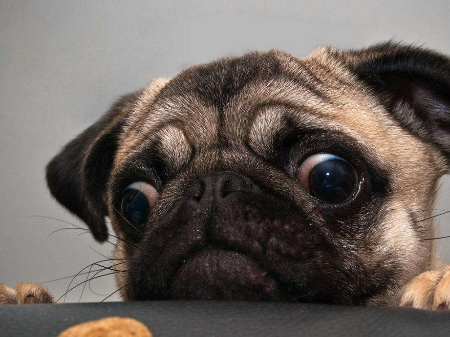 高原,气质刚强,尊贵而高傲,力量强大,动作敏捷矫健,耐力较差,幼犬在