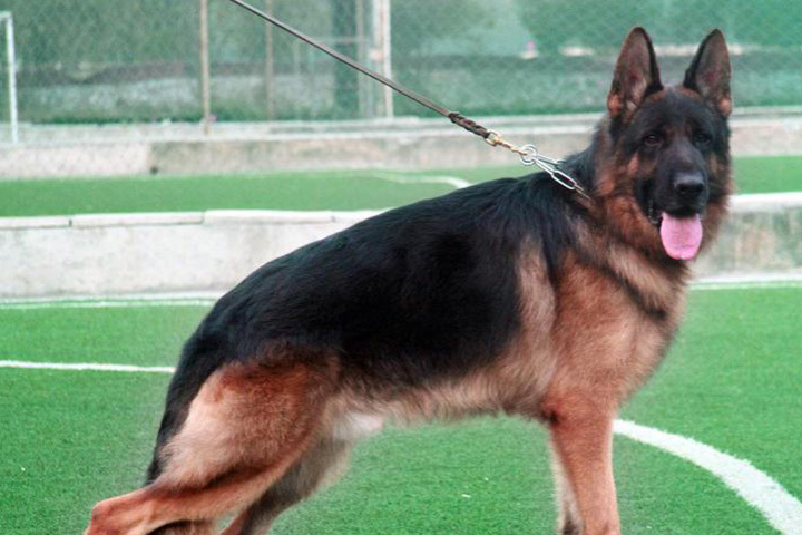 看起来凶巴巴的德国牧羊犬会不会是你的菜