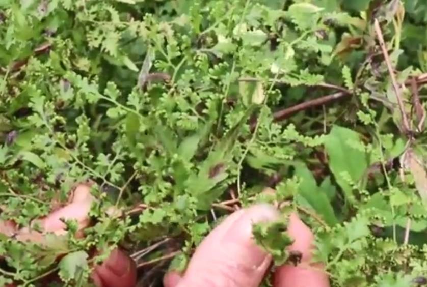 农村田埂上的铁蜈蚣患结石的人都会挖来煎水喝你见过吗