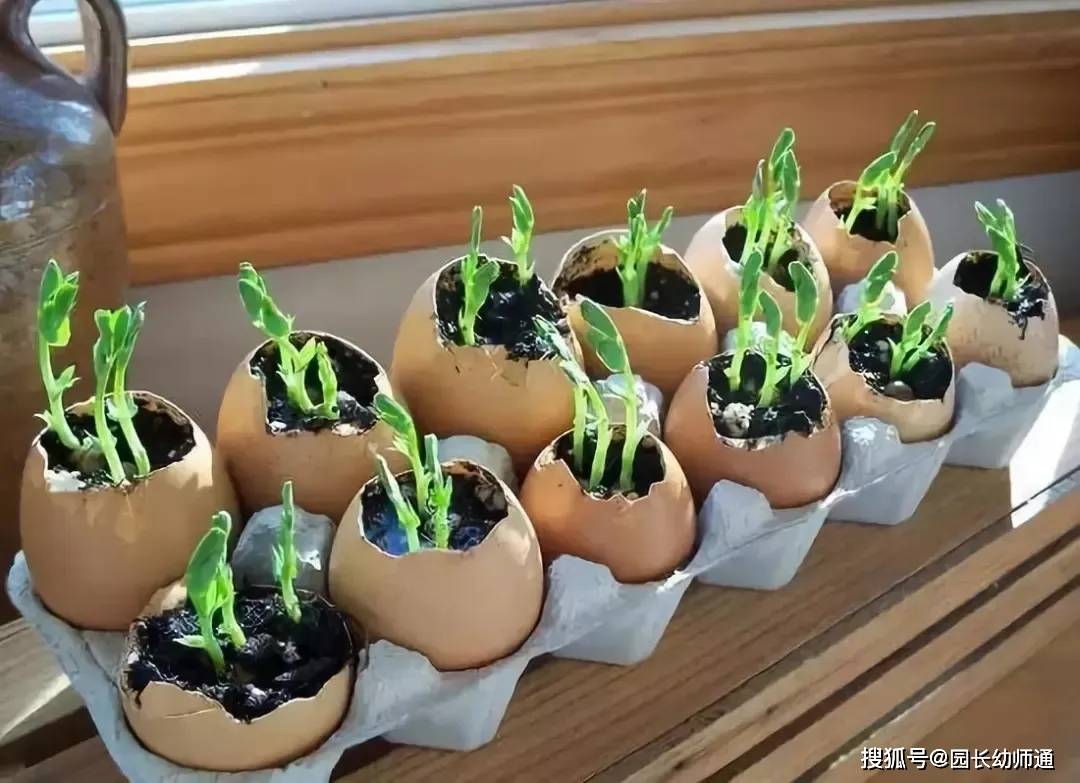 幼儿园百变创意种植让幼儿走进生机盎然的自然界