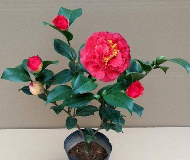 原创被称作九心十八瓣的克瑞墨花色艳丽花香怡人正值花期