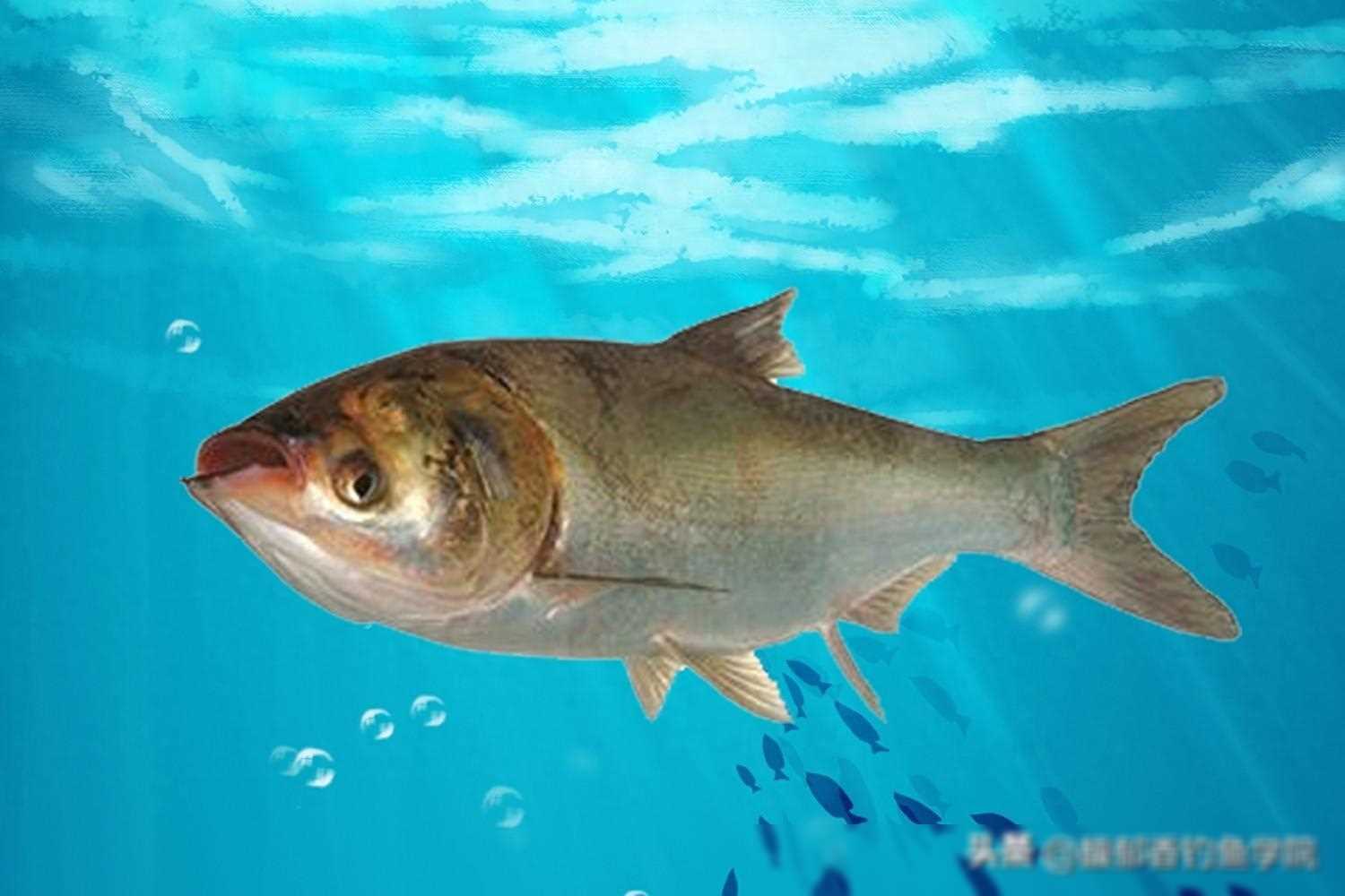 鲢鳙咬钩有迹象却不中鱼的原因与对策