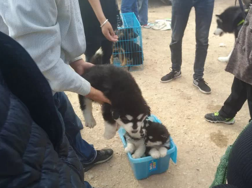 原创狗市中商贩兜售阿拉斯加幼犬售价300元却无人买