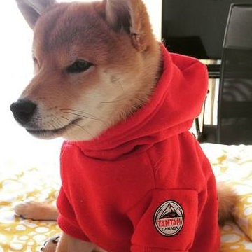 主人给宠物狗狗们穿衣过冬看谁最帅只有它让网友哭晕在厕所