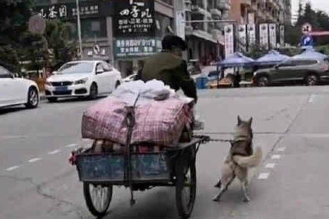 三轮车_哈士奇_网友