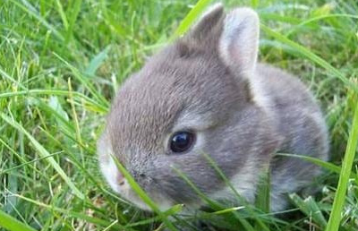 原创兔兔饲养经验兔子口腔溃疡是上火吗兔子口腔溃疡怎么办