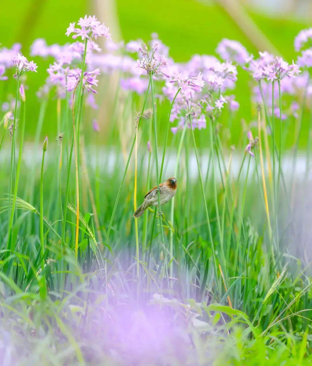 瀑布溪流城市绿洲云雾山间东莞这些宝藏地等你来探索