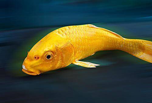 原创县令七夕喝酒生病梦里化鱼顿悟人生后来羽化升仙