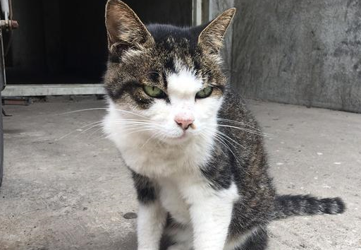 家猫对流浪猫是怎么看的?