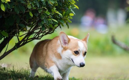 原创别以为饲养柯基有多难其实可爱的它们起来挺容易并且好处很多
