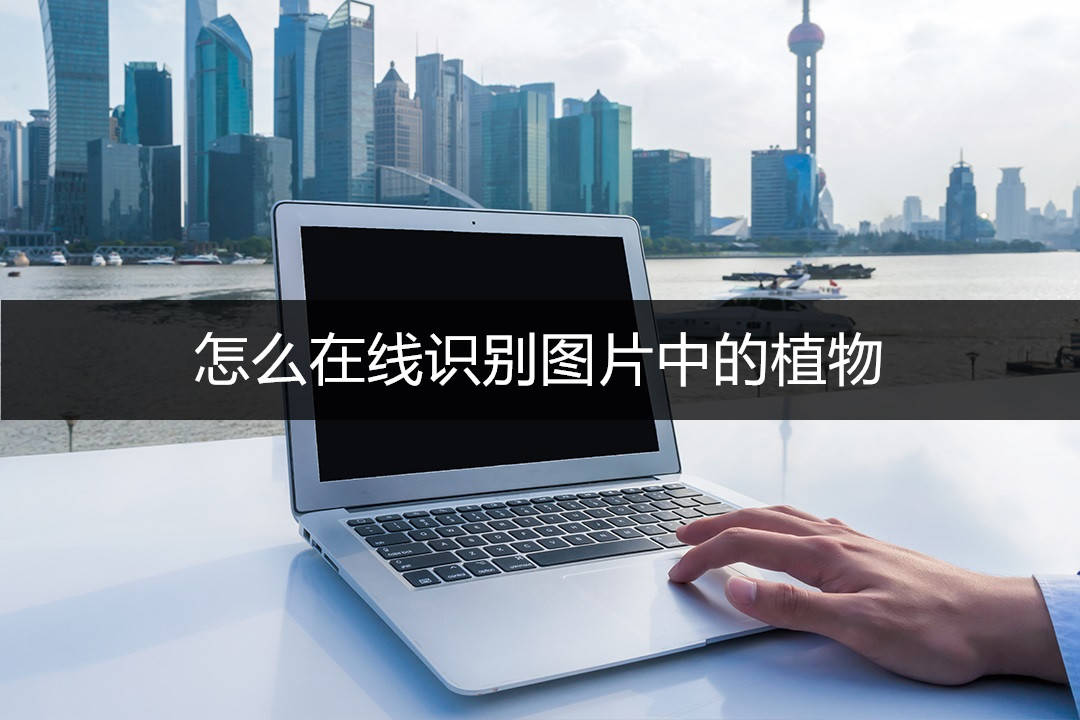 怎么在线识别图片中的植物分享一个好用的识别工具