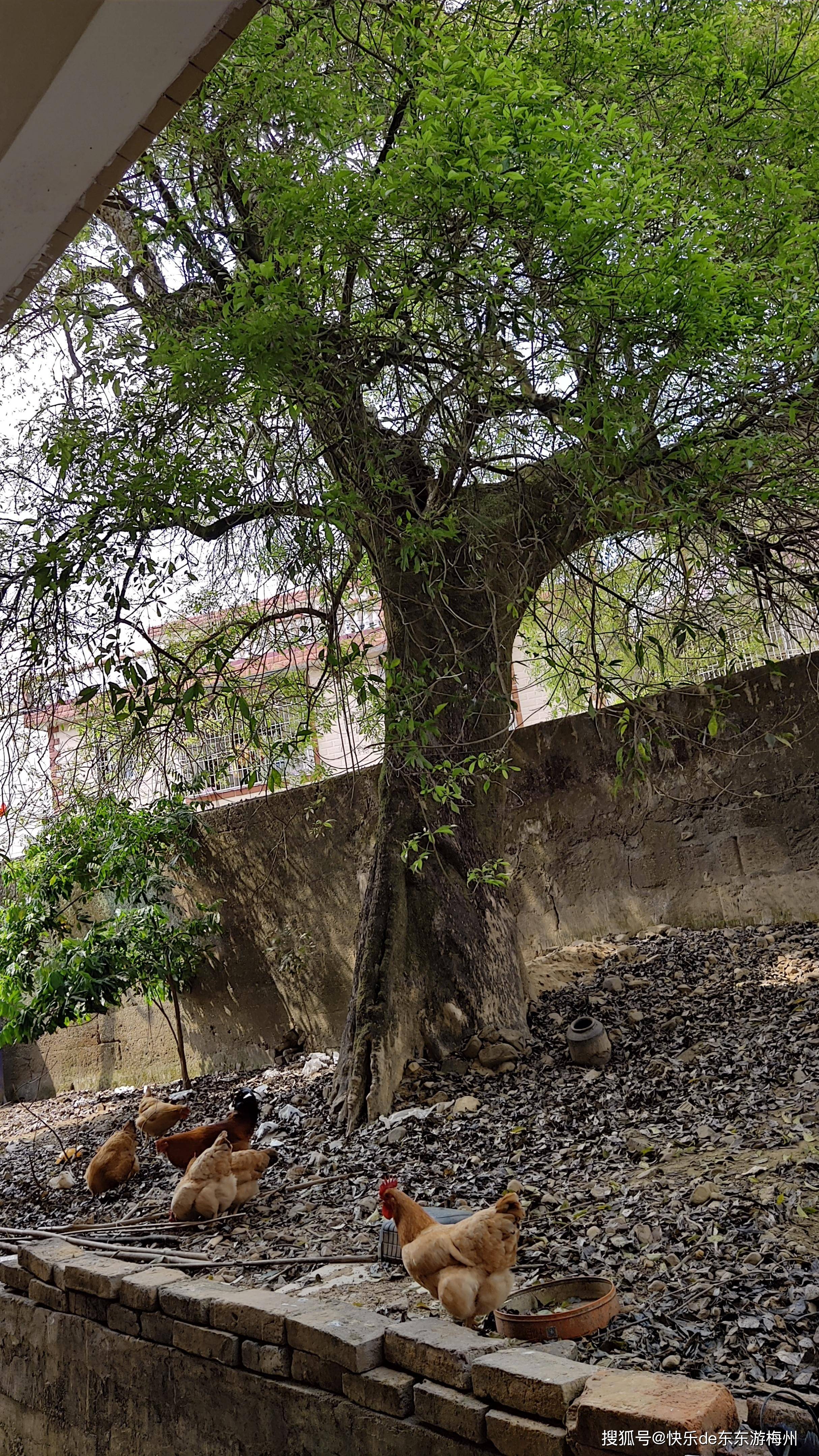 原创松源金星村发现梅县幸存最大的百年布惊树树干一个人抱不过来