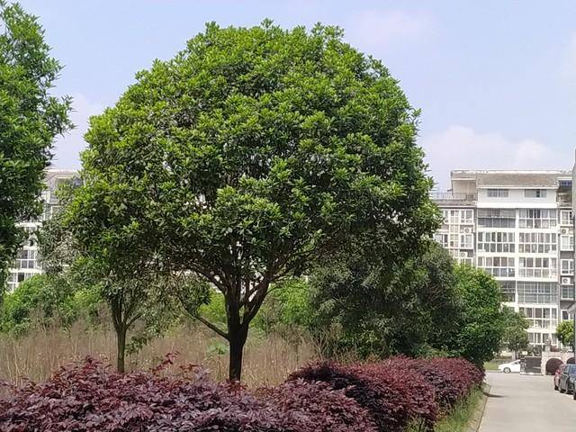 为什么房子前面不能种桂花树?院里有桂花树的要了解