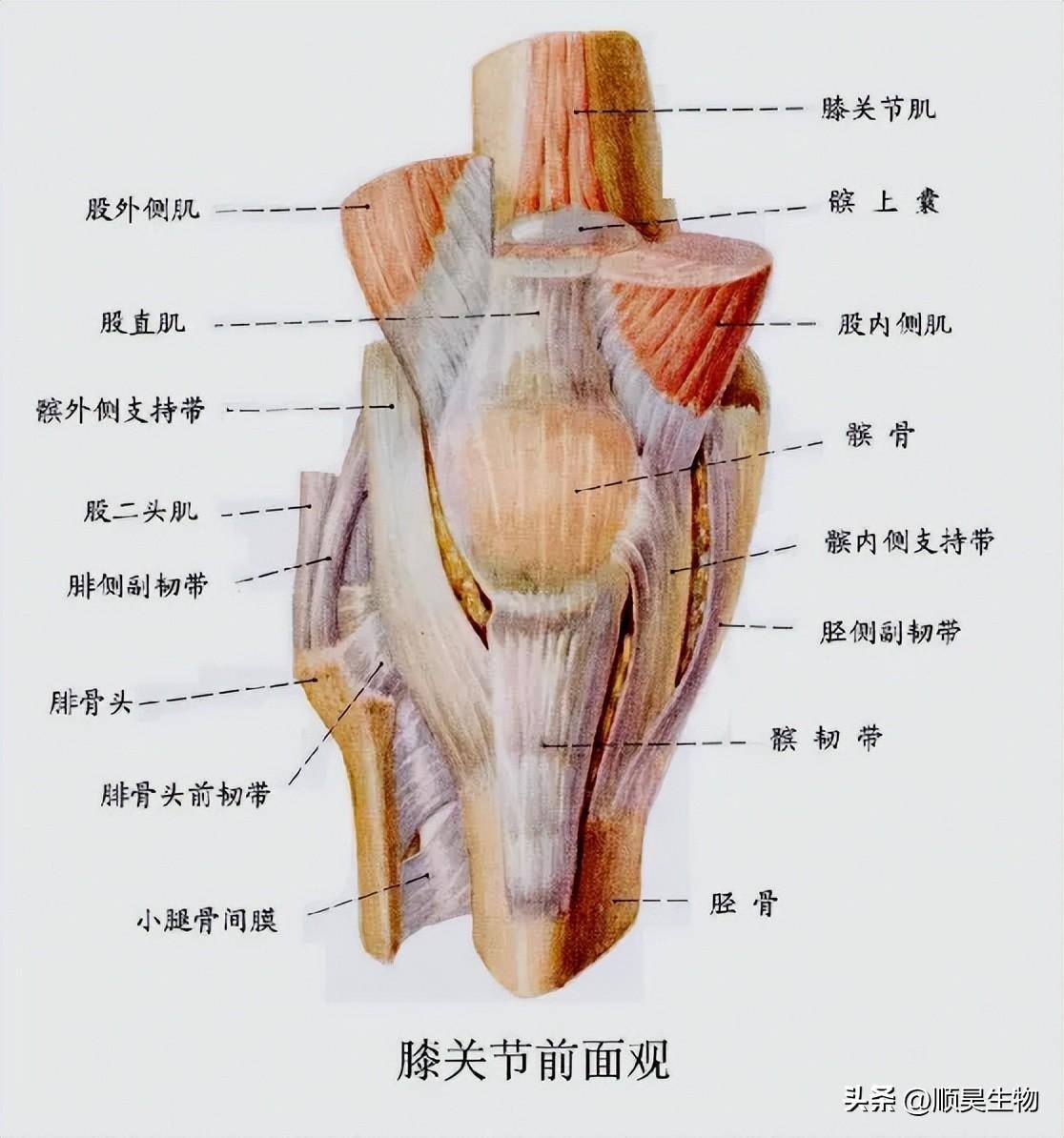 临床真实案例 干细胞治疗膝骨关节炎安全有效