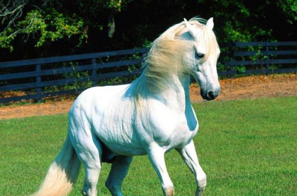 原创先秦时期的卢还是良马为何南北朝时期却黑化成凶马