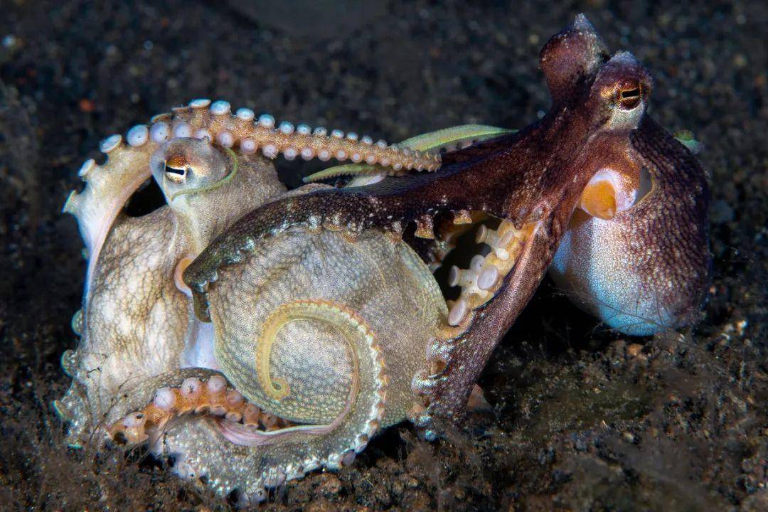 章鱼是雌雄异体的动物,也就是说有明显的性别区别.