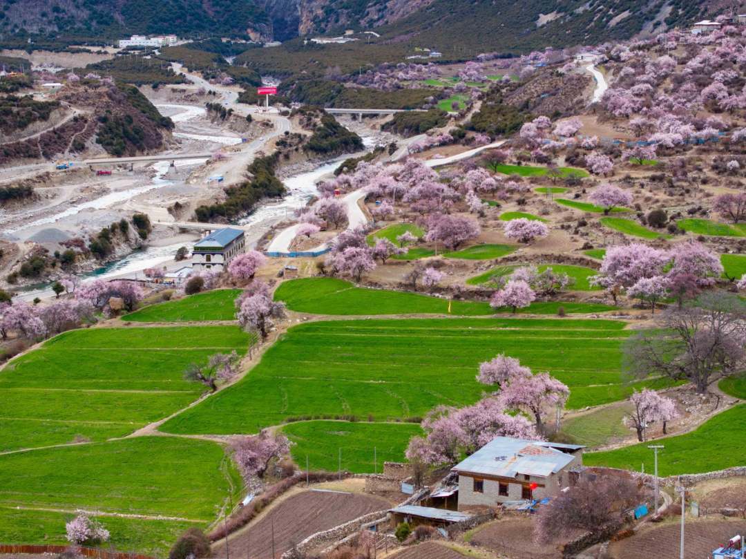 在那曲市嘉黎县尼屋乡,两岸桃花次第分布,一簇簇如云霞坠地,村舍错落