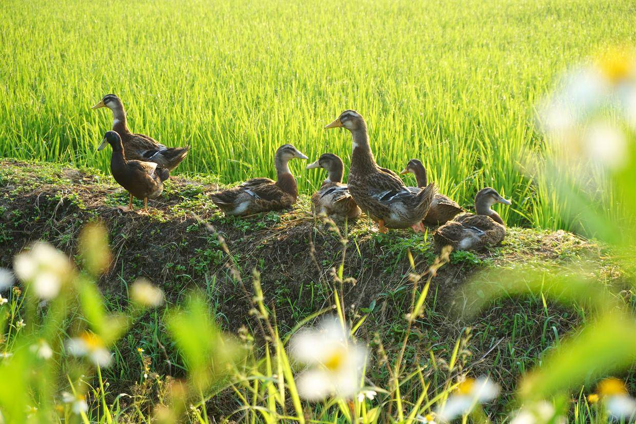 广州从化艾米农场 千亩稻田翻碧波