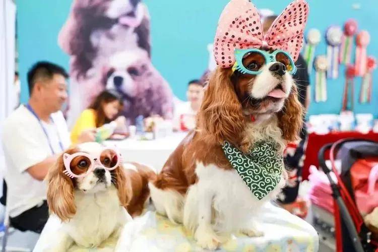 宠物行业热搜话题,你知道几个?