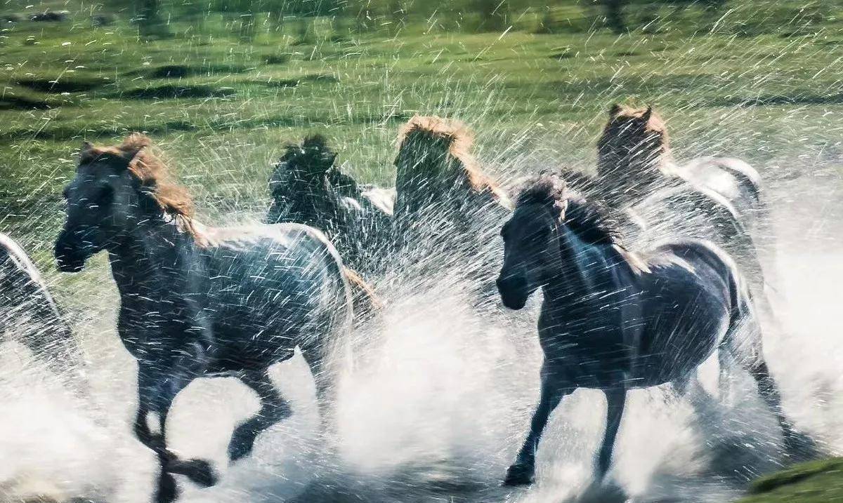 原创野马迅疾烈马如玉野马冲散狼群救下小牧民