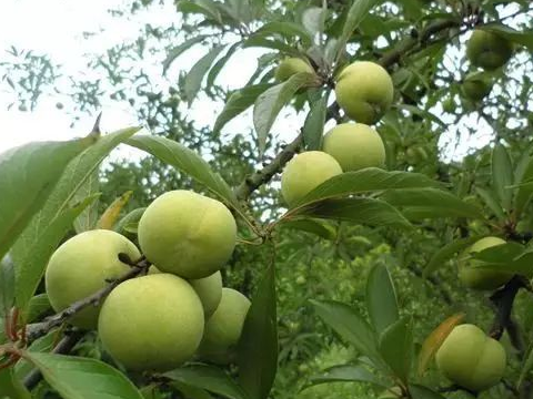 原创农村的这个水果又酸又脆的小时候经常吃百吃不厌