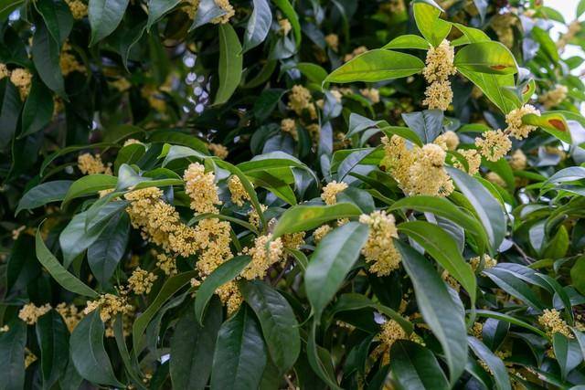 为什么房子前面不能种桂花树?院里有桂花树的要了解