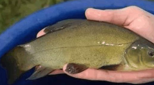 原创国内最顶级的5种鱼全吃过的一定就是土豪你吃过几种呢