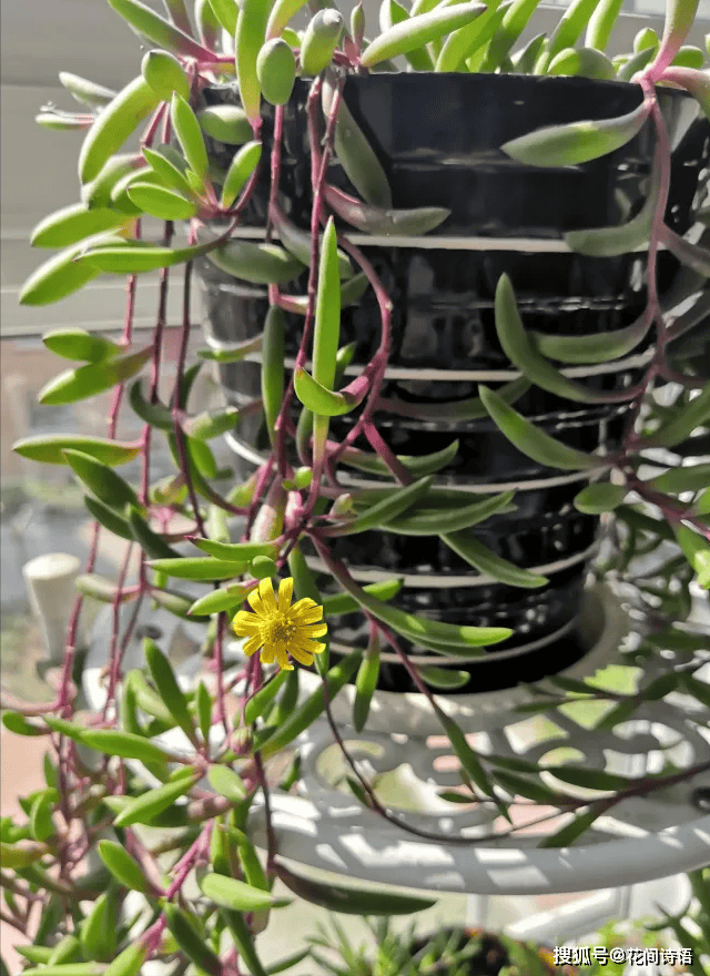 7种超可爱的多肉垂吊下来像瀑布一般这个春天一定要养1盆