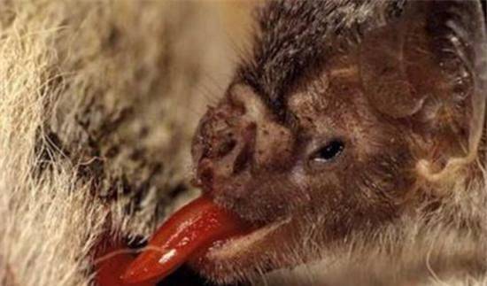 9.野生的吸血蝙蝠是狂犬病病毒携带者之一,这也是它们真正可怕的地方.