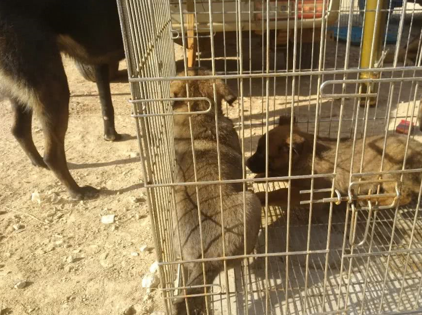 原创狗场繁殖的马犬卖价600元一只对特殊顾客商贩卖价3块