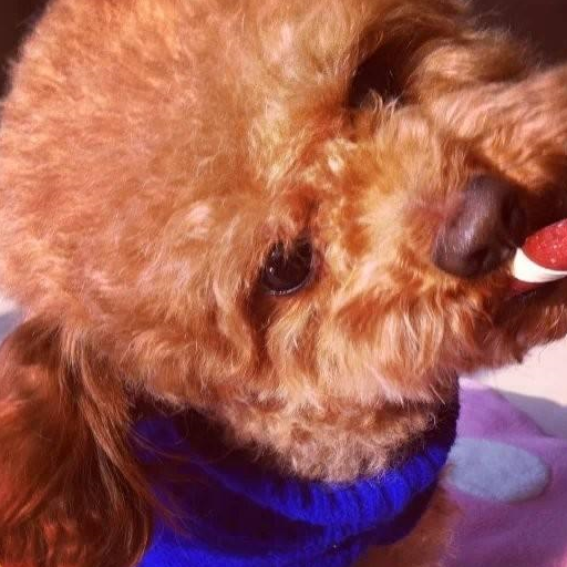 想养泰迪犬养了的人都会有这5个病态你也可能会中招