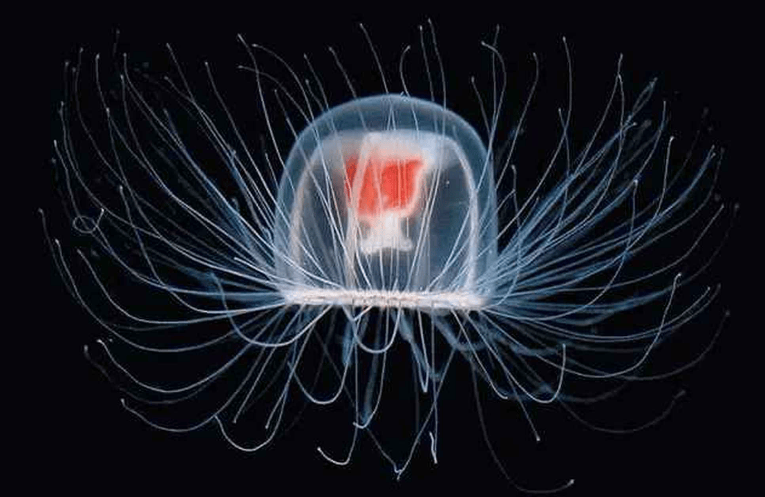 地球上的生命奇迹_水母_生活_鲨鱼