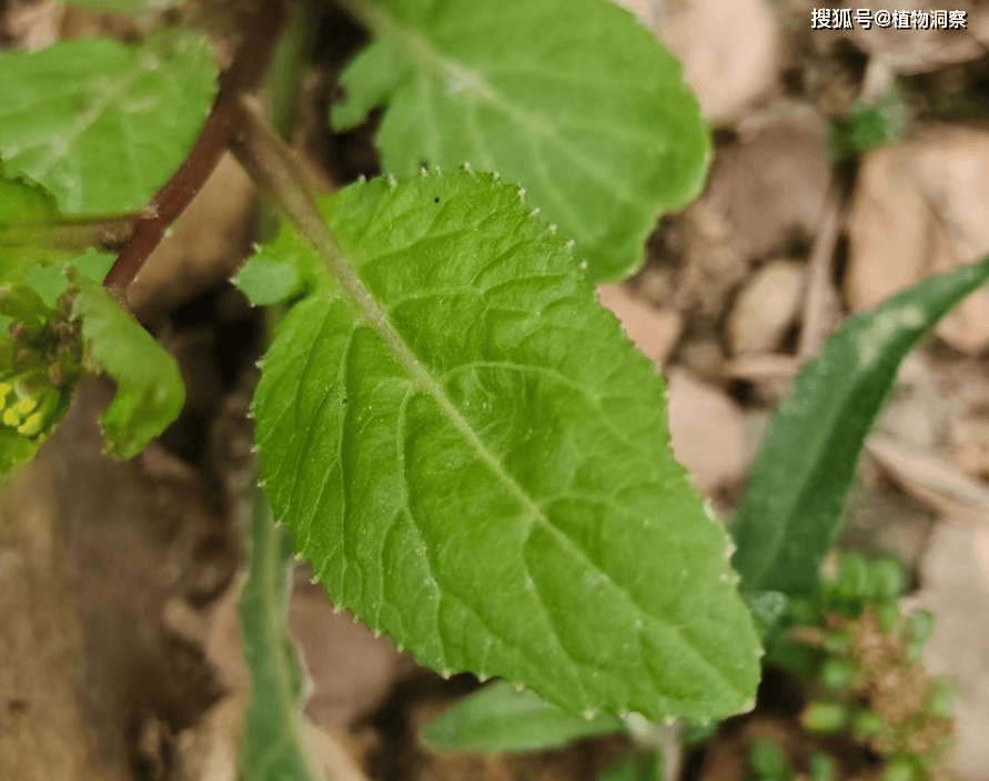 蔊菜根图片