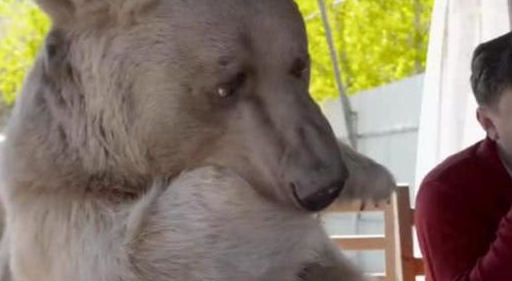 棕熊与主人同住同吃,吃蛋糕举动也太意外了,网友:你是大熊猫吗_东西_