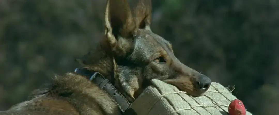 原创原创导演为拍电影设计炸死功勋军犬士兵哭到吐血他却在拍手叫好