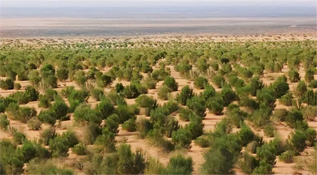 马云斥巨资在沙漠里种树承诺每年1亿棵八年过去了树怎样了