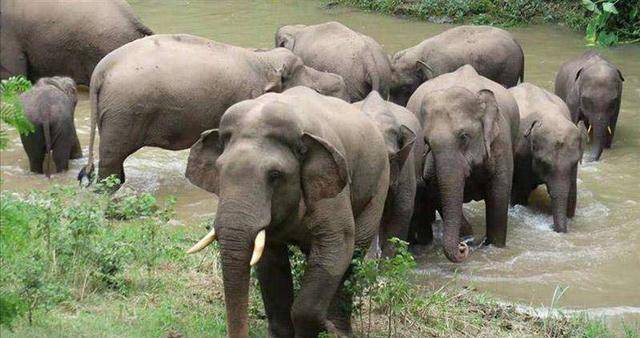 壁纸 大象 动物 犀牛 野生动物 640_338