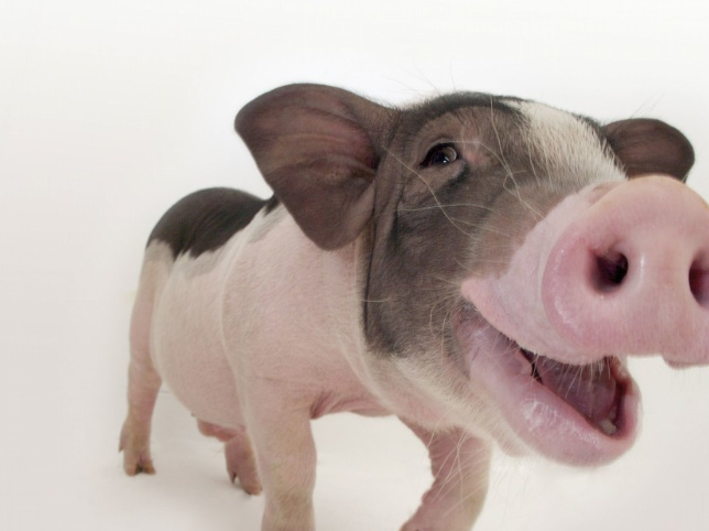 你的大腹便便的猪,是一个活泼,聪明,充满爱心的生物