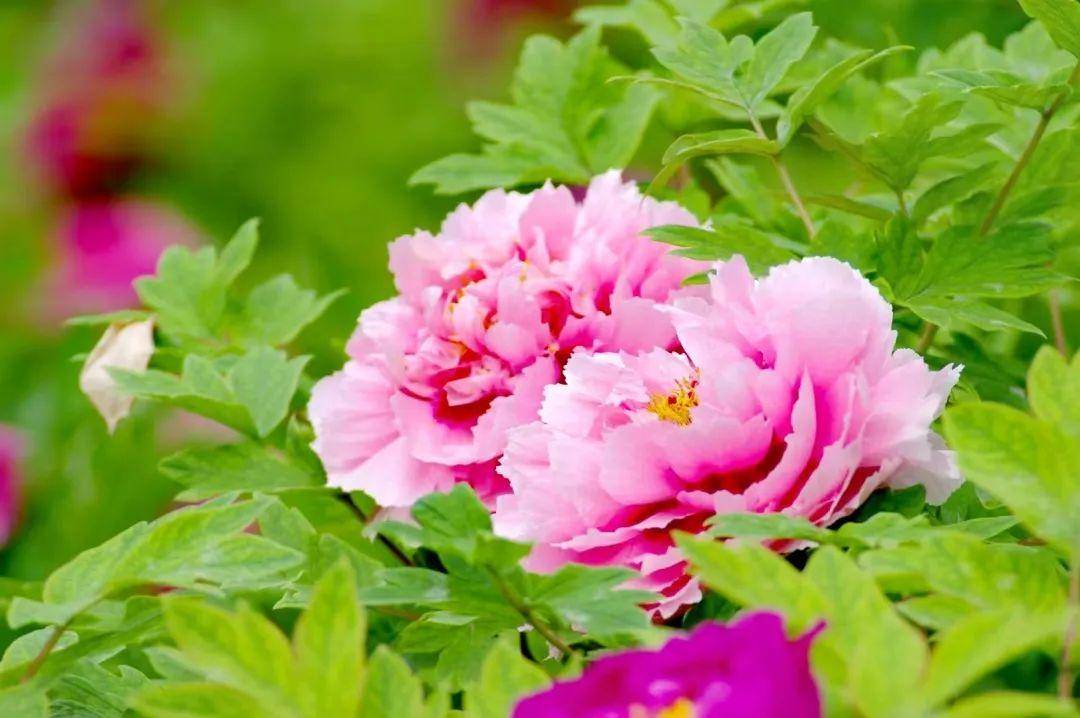 西安人赏牡丹花何必远行家门口的牡丹苑和兴庆宫公园花开正好