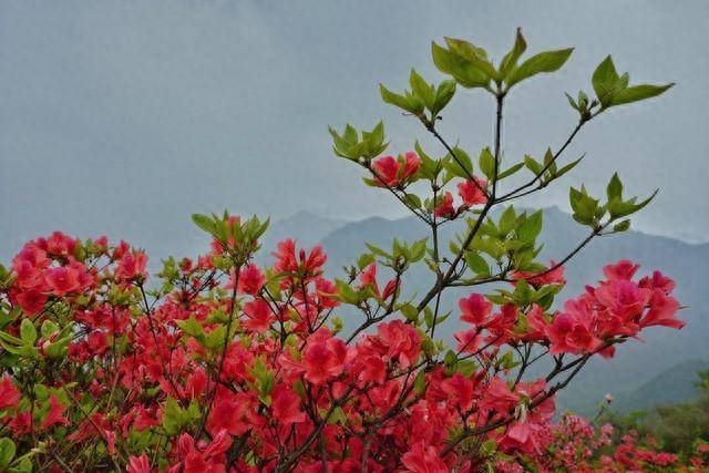 原创杜鹃花一年开几次远超你的想象