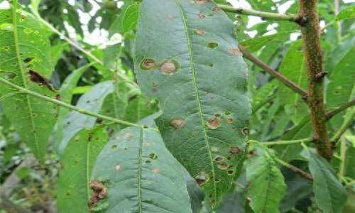 桃树虫害防治及注意事项