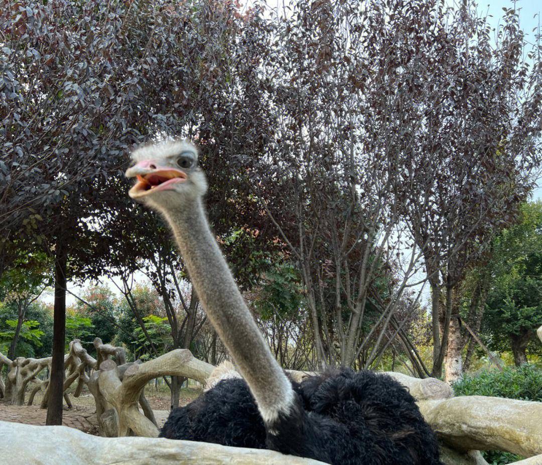 安徽唯一有大熊猫的动物园是3a景区不在合肥更不在芜湖