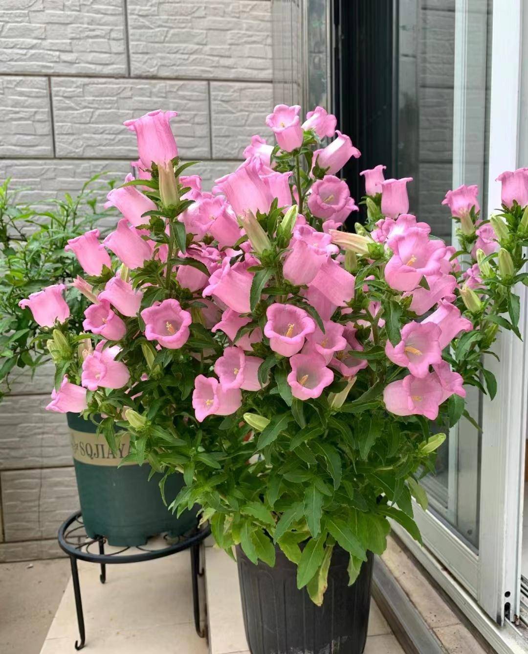 风铃花又称风铃草,有白色,蓝,色紫色,粉色,别看风铃花看起来很脆弱