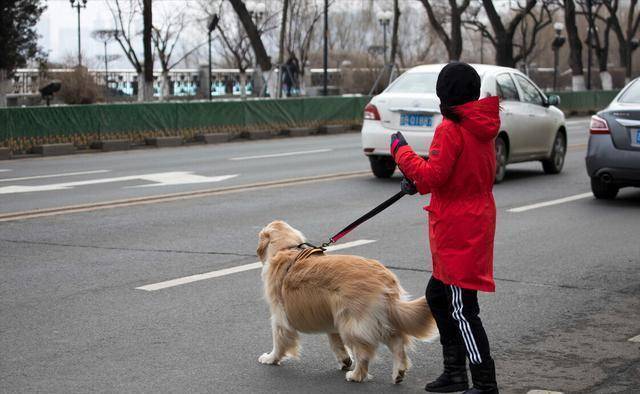 从导盲犬事件看精致利己主义