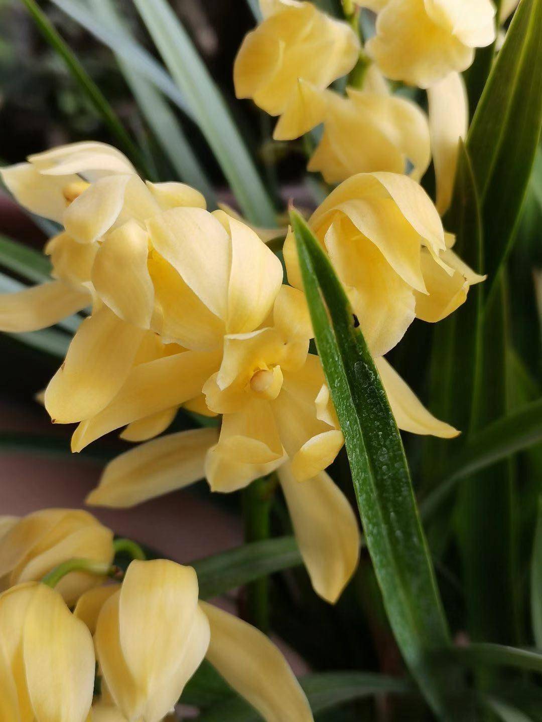 的"稀罕"金兰,古色古香,香味怡人,号称"最美兰草"_小神童_黄金_兰花