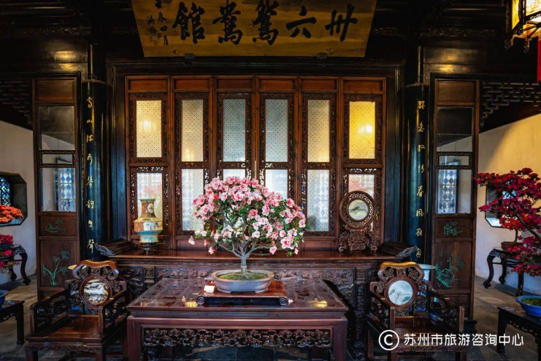 中的运用全方位展示苏派盆景造型技艺以组合盆景,花架,博古架等多种形