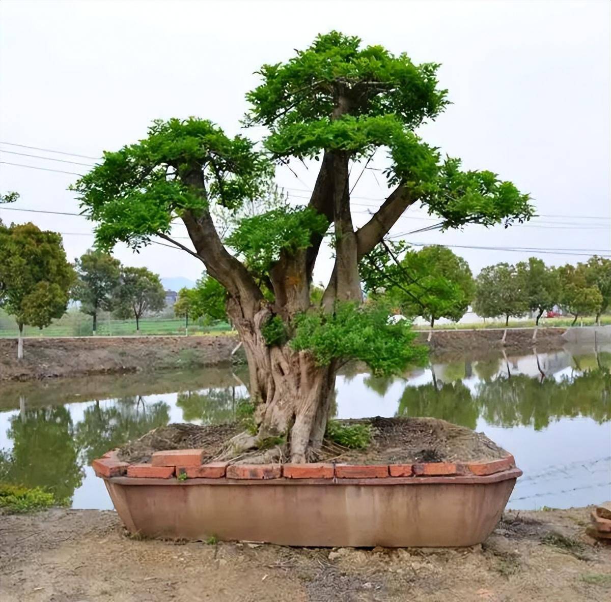 小蜡树盆景图片